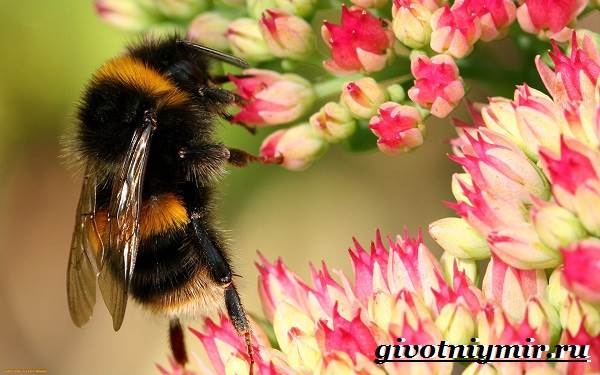 Bumblebee-insect-lifestyle-and-habitat-bumblebee-6