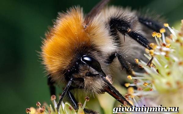 Bumblebee-насекоми-начин на живот и местообитание-bumblebee-7
