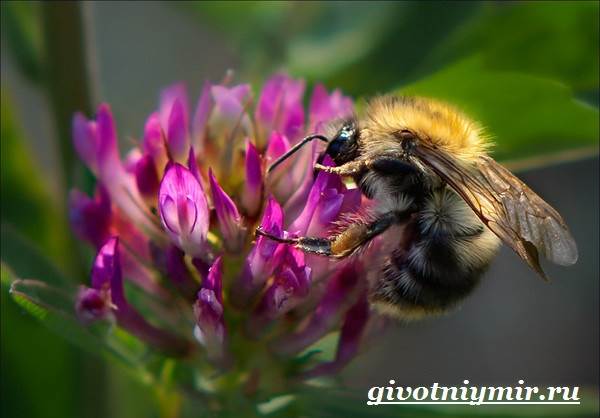 Bumblebee-serangga-gaya hidup-dan-habitat-bumblebee-8