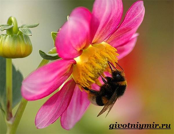 Bumblebee-насекоми-начин на живот и местообитание-bumblebee-9