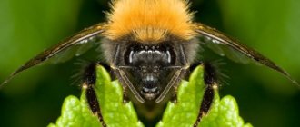 يتكاثر النحل الطنان على الفور في المكان الذي استقر فيه