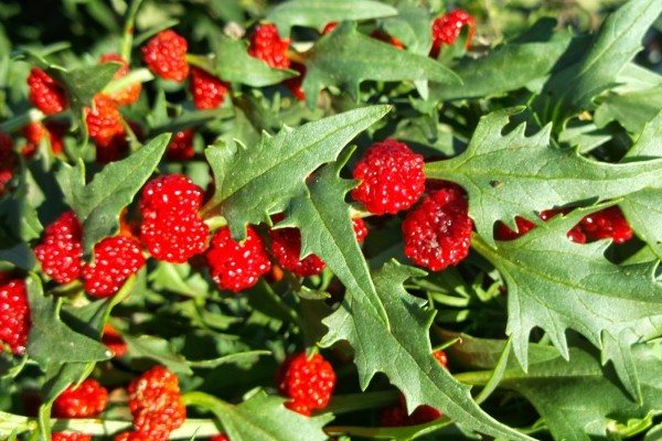 strawberi bayam-raspberry