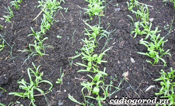 Spinach-plant-growing-spinach-spinach-care-2