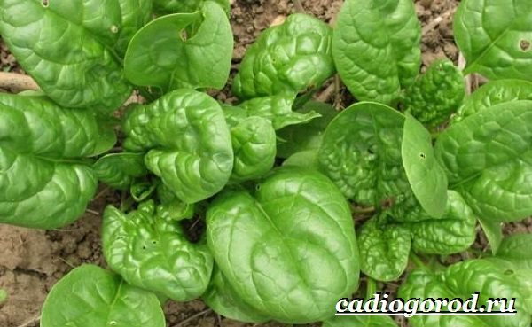 Spinach-plant-lumalaki-spinach-spinach-care-4