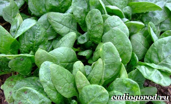 Spinach-plant-lumalaki-spinach-spinach-care-6