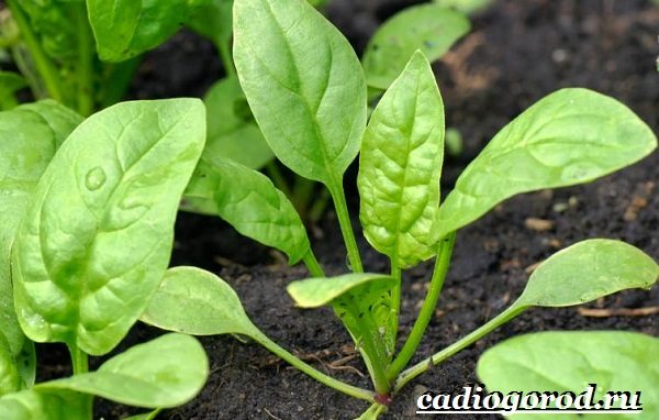 Spinach-plant-lumalaki-spinach-spinach-care-7