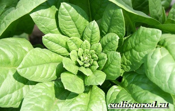 Spinach-plant-lumalaki-spinach-spinach-care-9