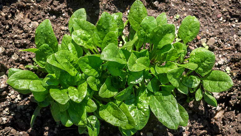 Spinach in the vegetable garden