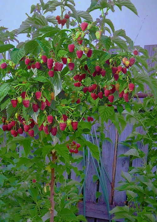 Стандартна малина Bogatyr снимка на храст с горски плодове