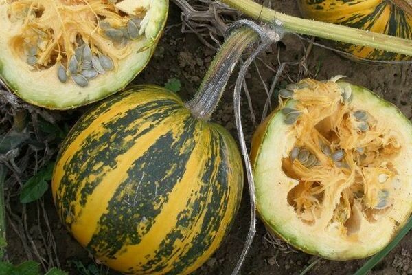 Styrian gymnospermous pumpkin and other most popular varieties