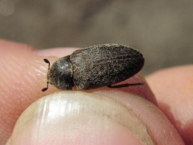 Päls - svarta långsträckta skalbaggar