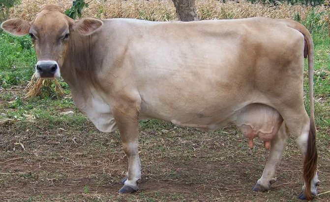 Swiss cow breed