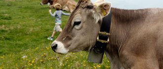Švýcarské krávy odpočívají