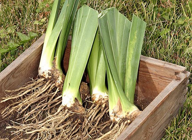 Sibiřská iris, výsadba a péče na otevřeném poli