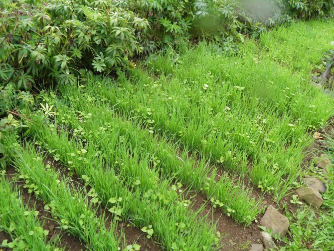 Doba výsadby zeleného hnoje Phacelia
