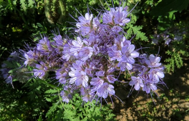 Siderata when to sow and when to bury phacelia