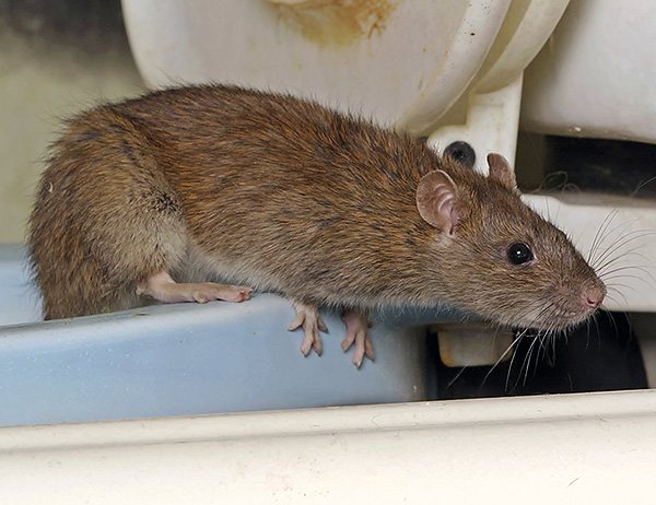 The strong smell of the bait will help to attract rodents to the trap faster.