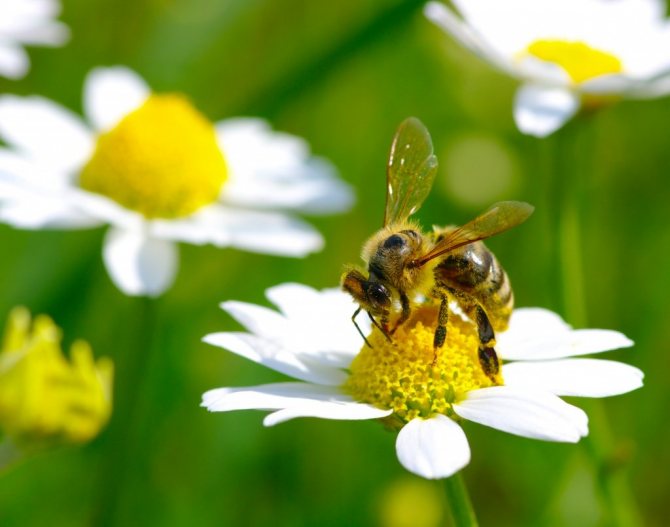 simptome de alergie la viespe, foto
