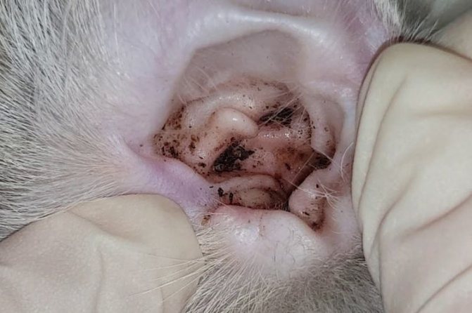 Symptoms of otodectosis in cats in the photo