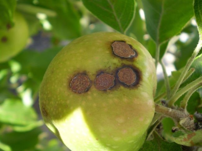 Симптоми на ябълкова краста