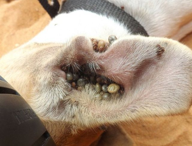Symtom på piroplasmos hos hundar