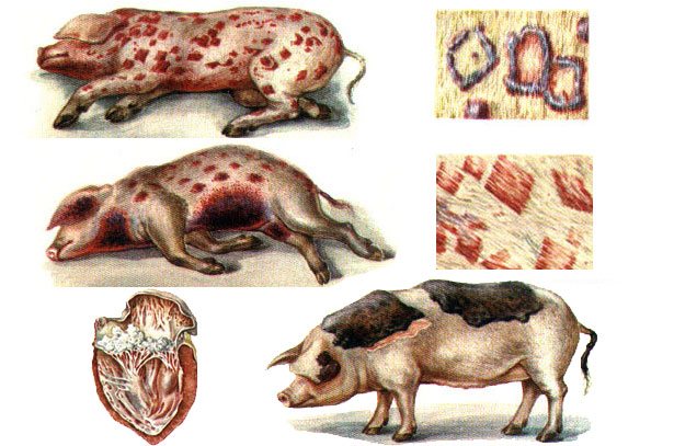 Symtom på erysipelas hos grisar
