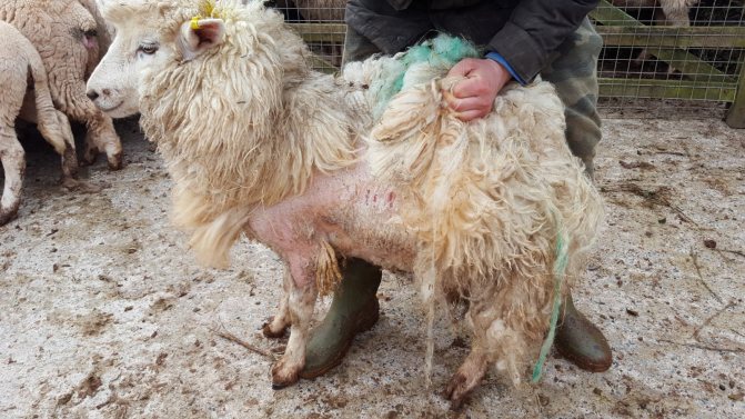 Symptoms of a tick infestation in a sheep