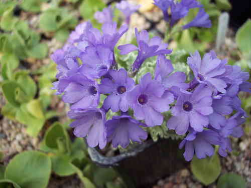 Синьо-лилави цветя