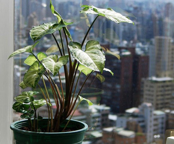 Сингониум: два вида тропически пълзящи растения за градски апартамент