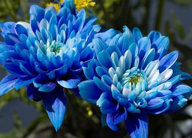 Сини хризантеми