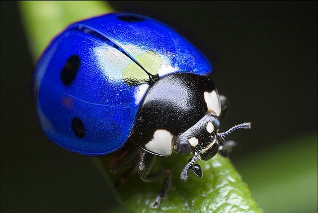 Blue ladybug