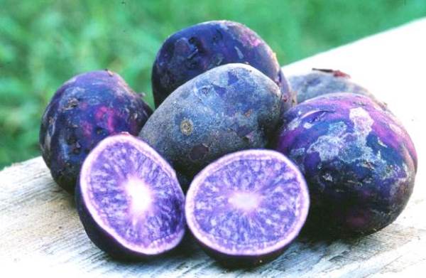 Blå potatis gynnar och skadar - Vegetabilisk trädgård och mer