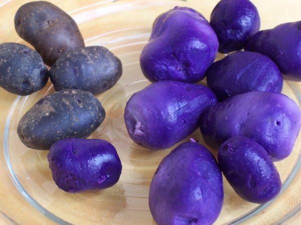 Сините картофи имат полза и вреда - Зеленчукова градина и др
