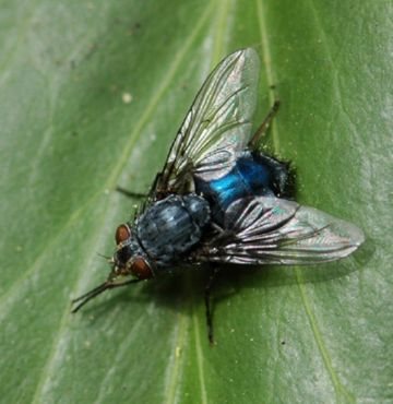 Синя месна муха