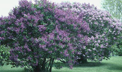 Lilac: is it a bush or a tree? Reasons for the popularity and history of the cultivation culture