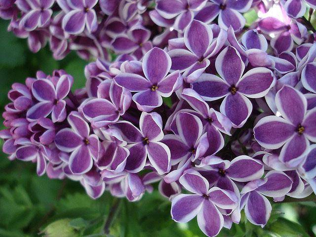 Lilac: adakah semak atau pokok? Sebab populariti dan sejarah budaya penanaman