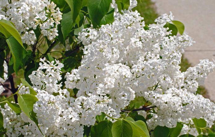 Lilac: adakah semak atau pokok? Sebab populariti dan sejarah budaya penanaman