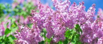 Lilacs di pondok musim panas mereka: memilih tempat dan masa penanaman, jaga