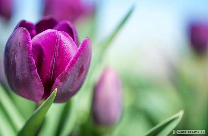 Tulip ungu