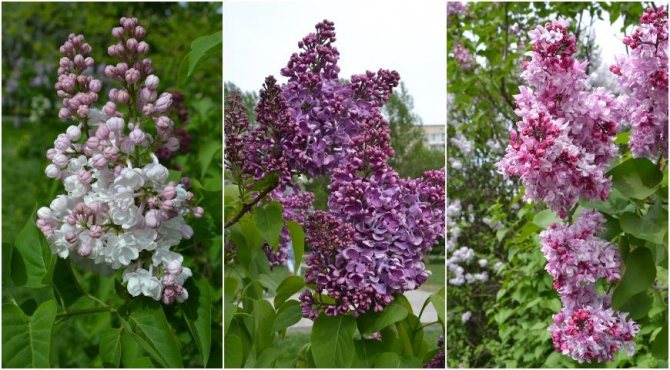 Lilacs: Beauty of Moscow, Kremlin chimes, Kolesnikov Olympics