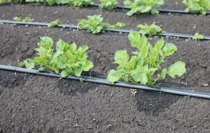 Drip irrigation system para sa patatas