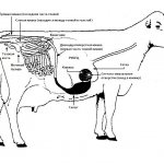 Sistemul digestiv al vacii
