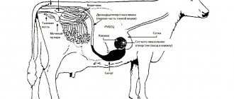 Cow digestive system