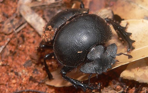 Descrierea-insectelor-gandacului-scarabeu prezintă stilul-de-viață-și-habitat-al-scarabei-11