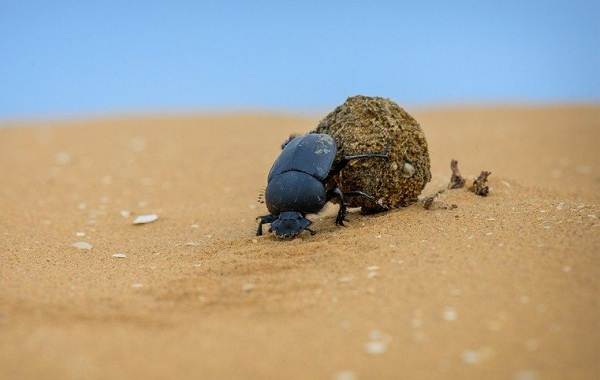 Descrierea-caracteristicilor-stilului-de-viață-și-habitat-a-scarabei-2 a insectelor-scarabei