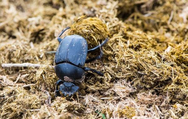 Scarab-beetle-insect-description-features-lifestyle-and-habitat-10