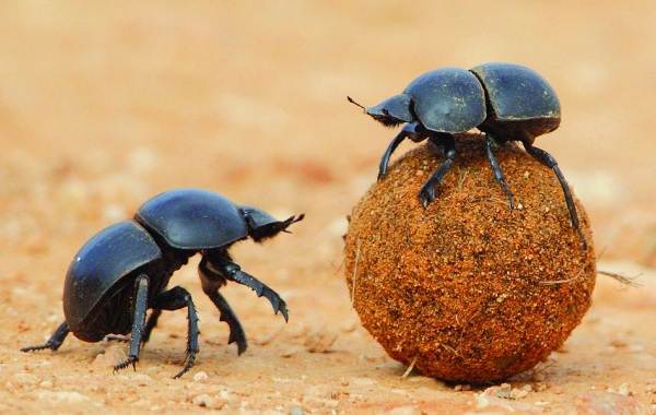 Descărcarea-caracteristicilor-stilului-de-viață-și-habitat-scarabei-gândacului-4