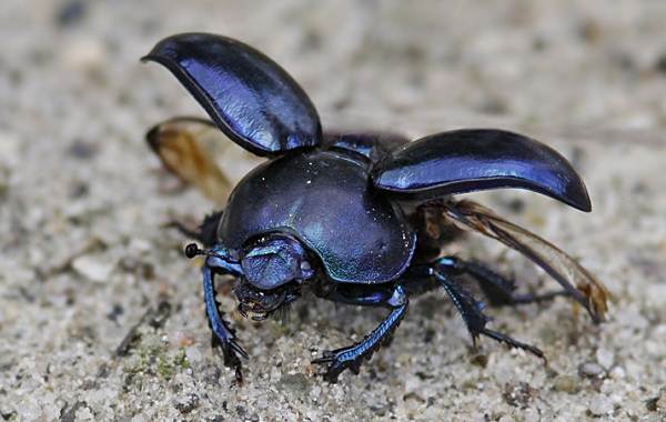 Scarab-beetle-insect-description-features-the-lifestyle-and-habitat-of the scarab-5