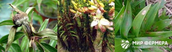 Sclerocial rot of lilies