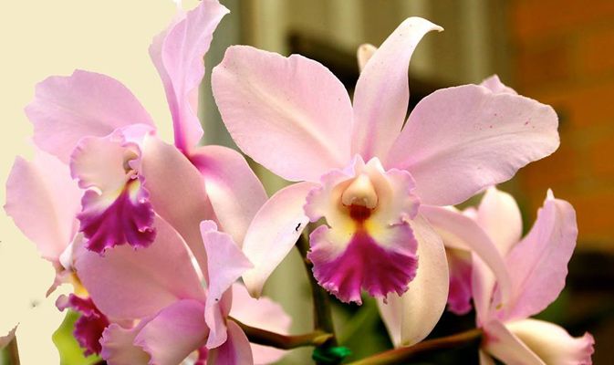 how many cattleya orchid blooms